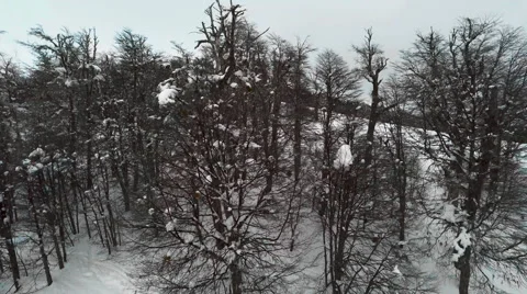 Flying over bare trees in winter Stock Footage 63297056