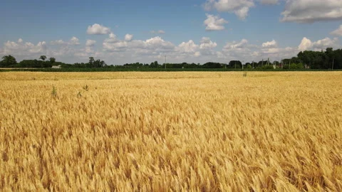 Flying Over Barley Field 4k Stock Footage 202276271
