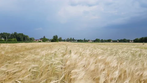 Flying Over Barley Field 4k Stock Footage 202609364