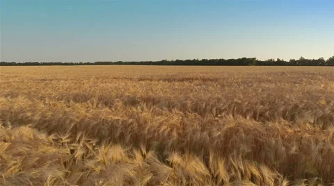 Flying Over Barley Field Stock-Footage 52321680