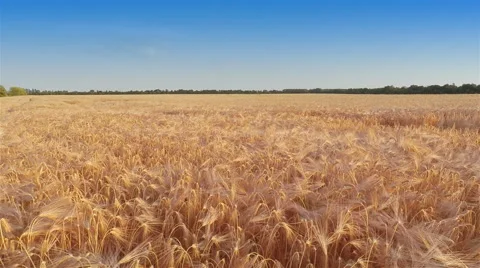 Flying Over Barley Field Stock-Footage 52321940