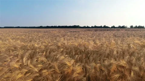 Flying Over Barley Field Video stock 52322408