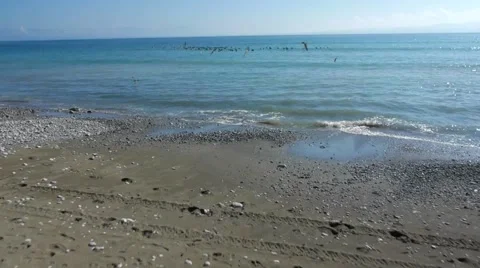 Flying over the beach and chasing the flock of pelicans. Stock Footage 52793031