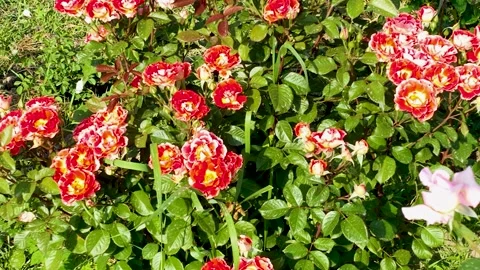Flying over beautiful delicate picturesque bush blooming roses 스톡 동영상 202111188