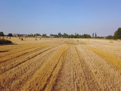 Flying over beautiful field with bale of hay. Aerial drone footage 4k Stock Footage 78418129