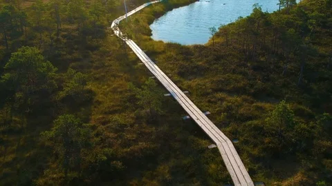 Flying over the beautiful forest trees and lakes. Stock Footage 94486702