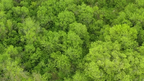 Flying over the beautiful forest trees. Landscape panorama. Stock Footage 143114163