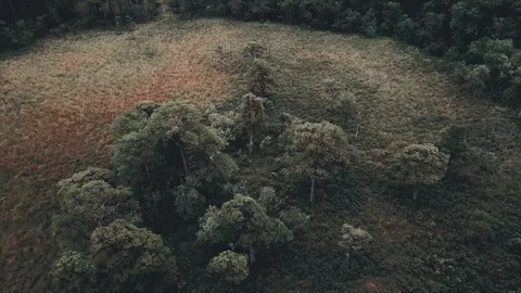 Flying over a beautiful forrest in Norway Stock Footage 121461536