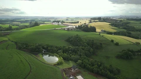 Flying over beautiful green corn fields and trees at amazing light. Video stock 234454321