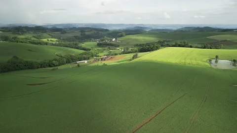 Flying over beautiful green corn fields at amazing light. Video stock 234454344
