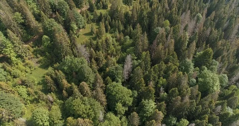 Flying over a beautiful green forest in a mountain landscape 動画素材 128697170