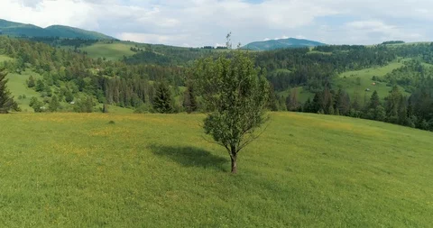 Flying over a beautiful green forest in a mountain landscape Stock Footage 128697196
