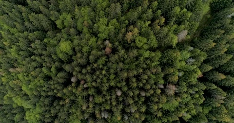 Flying over a beautiful green forest in a mountain landscape Stock Footage 128697298