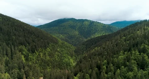 Flying over a beautiful green forest in a mountain landscape Stock Footage 128697383