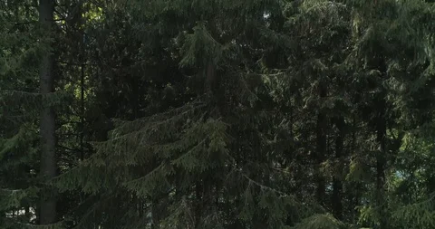 Flying over a beautiful green forest in a mountain landscape Stock Footage 128697485