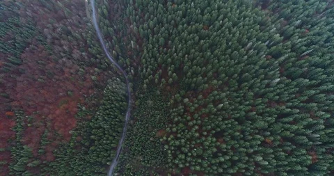 Flying over a beautiful green forest in a mountain landscape Stock Footage 128697749