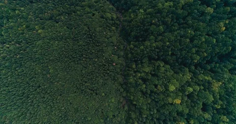 Flying over a beautiful green forest in a mountain landscape Stock Footage 128698435