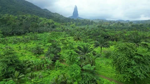 Flying over the beautiful green forest with a jeep driving through it and the Vídeos de archivo 331228700