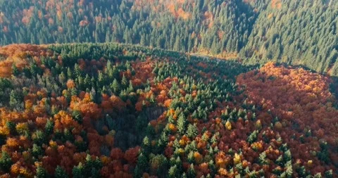 Flying over beautiful mixed forest in sunny autumn in Carpathian mountains Video stock 139459589