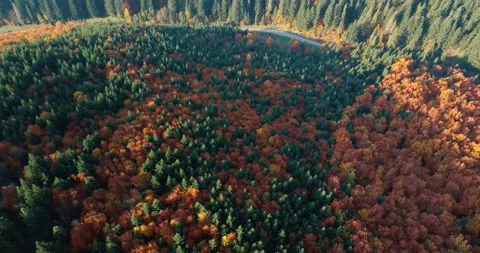 Flying over beautiful mixed forest in sunny autumn in Carpathian mountains Stock Footage 139726717
