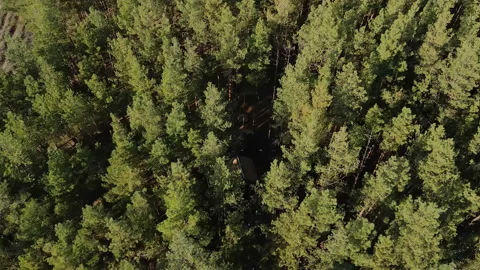 Flying over a beautiful pine forest with tall trees. Stock Footage 163059326