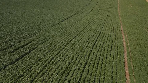 Flying over a beautiful soybean field at low altitude. Soybean crop. Stock Footage 253368144