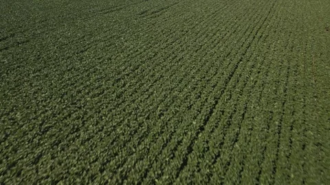 Flying over a beautiful soybean field at low altitude. Soybean crop. Video stock 253368171