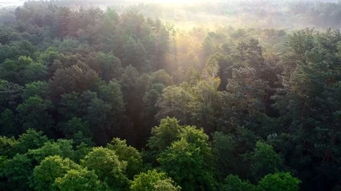 Flying over beautiful sunny forest trees with mist. Aerial sunset view Stock Footage 79918596