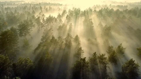 Flying over beautiful sunny forest trees with mist. Aerial sunset view Stock Footage