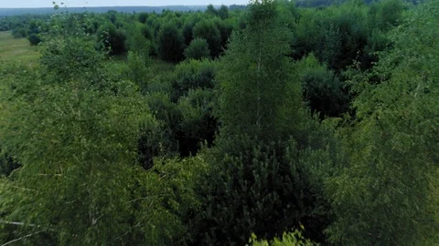 Flying over beautiful top trees at windy weather aerial shot amazing natural Stock Footage 103717282