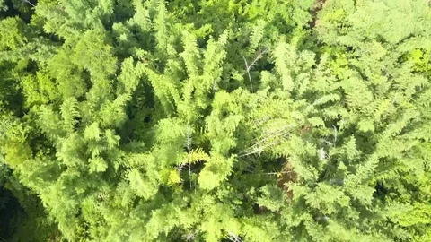 Flying over the beautiful tropical forest Stock Footage 78260320