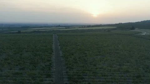 Flying over a beautiful vineyard with a sunset in the background Stock Footage 138606860