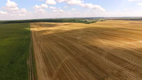 Flying over a beautiful wheat field Stock Footage 150182158