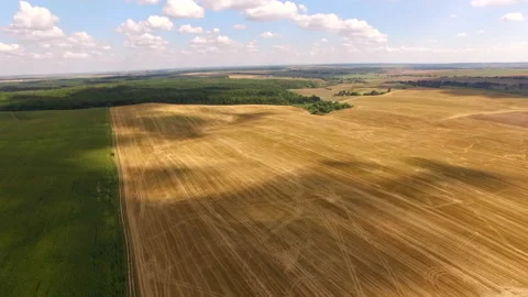 Flying over a beautiful wheat field Stock Footage 150182291