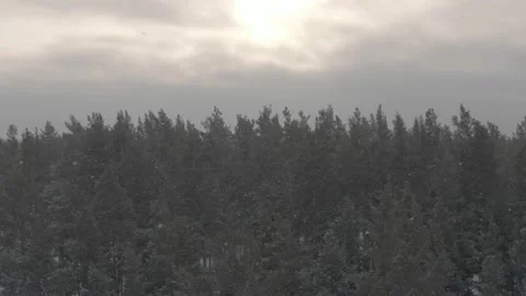 Flying over a beautiful winter forest in winter during a blizzard Stock Footage 221606298