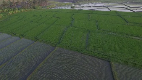 Flying over beautiful&amp;green rice fields Vidéo 106546967