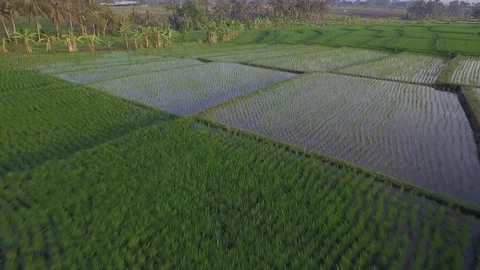 Flying over beautiful&amp;green rice fields Vidéo 106546973