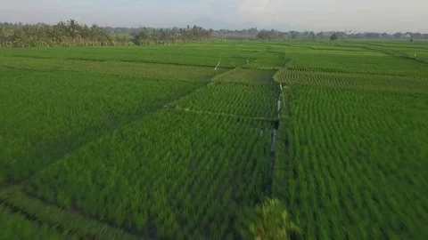 Flying over beautiful&amp;green rice fields Vidéo 106546997