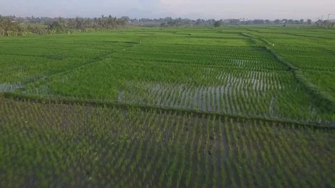 Flying over beautiful&amp;green rice fields Vidéo 106547049