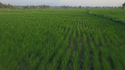Flying over beautiful&amp;green rice fields Vidéo 106547079