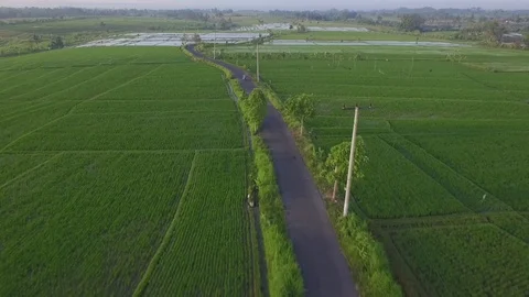 Flying over beautiful&amp;green rice fields Vidéo 106547081