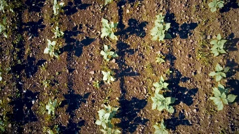Flying over the beds of sunflower Video stock 109280291