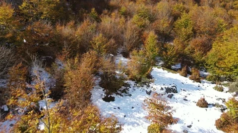 Flying over a beech forest with autumn leaves and snow Stock Footage 166199865