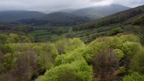 Flying over a beech forest in spring sun and shade. Belate Vídeos de archivo 194496428