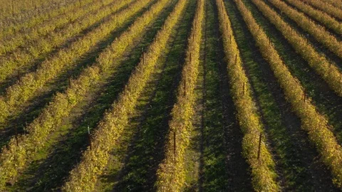 Flying over berry field in Fall color, Oregon Stock Footage 106594916