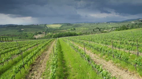 Flying over beutiful rows of young vineyards, Italy Stock Footage 275599474