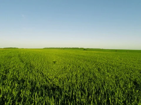 Flying Over Big Green Field 動画素材 79073338