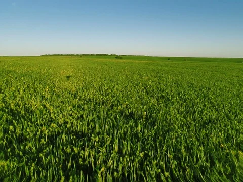 Flying Over Big Green Field Stock Footage 79073712