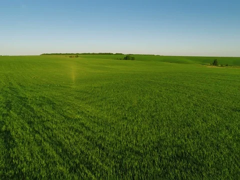 Flying Over Big Green Field 스톡 동영상 79073947