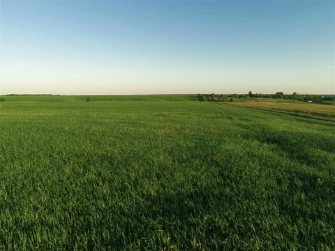 Flying Over Big Green Field Stock Footage 79074127